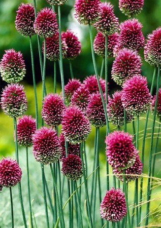 ALIUM sphaerocephalon 
